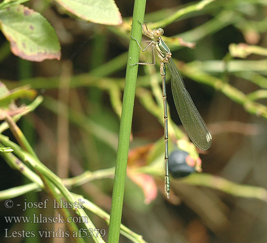 Lestes viridis Šídlatka velká Лютка зеленая зелена Western Willow Spreadwing Zöld rabló Leste vert Houtpantserjuffer Weidenjungfer Pałątka zielona