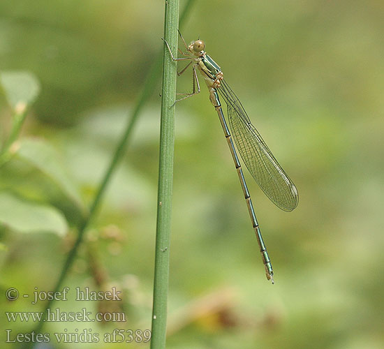 Lestes viridis Šídlatka velká Лютка зеленая зелена Western Willow Spreadwing Zöld rabló Leste vert Houtpantserjuffer Weidenjungfer Pałątka zielona