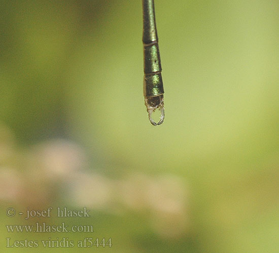 Lestes viridis Лютка зеленая зелена Western Willow Spreadwing Zöld rabló Leste vert Houtpantserjuffer Weidenjungfer Pałątka zielona Šídlatka velká