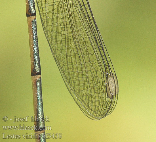 Lestes viridis Лютка зеленая зелена Western Willow Spreadwing Zöld rabló Leste vert Houtpantserjuffer Weidenjungfer Pałątka zielona Šídlatka velká