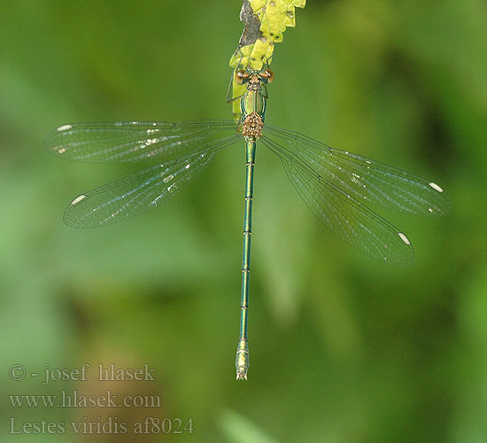 Lestes viridis Western Willow Spreadwing Zöld rabló Leste vert Houtpantserjuffer Weidenjungfer Pałątka zielona Šídlatka velká Лютка зеленая зелена