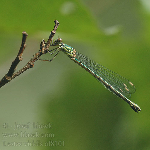 Lestes viridis Zöld rabló Leste vert