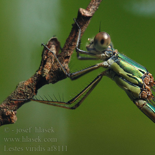 Lestes viridis Western Willow Spreadwing Zöld rabló Leste vert Houtpantserjuffer Weidenjungfer Pałątka zielona Šídlatka velká Лютка зеленая зелена