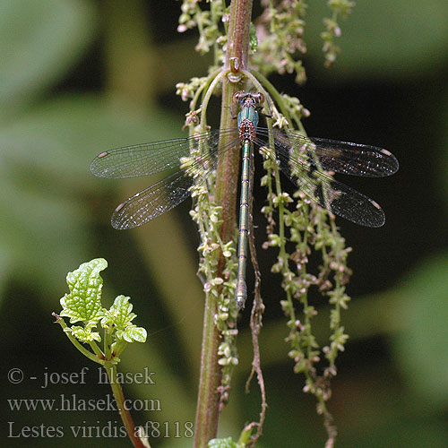 Lestes viridis Zöld rabló Leste vert Houtpantserjuffer Weidenjungfer Pałątka zielona Šídlatka velká Лютка зеленая зелена Western Willow Spreadwing