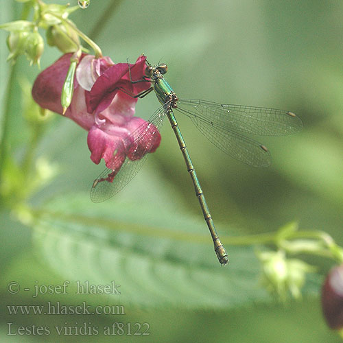 Lestes viridis Leste vert Houtpantserjuffer Weidenjungfer Pałątka zielona Šídlatka velká Лютка зеленая зелена Western Willow Spreadwing Zöld rabló