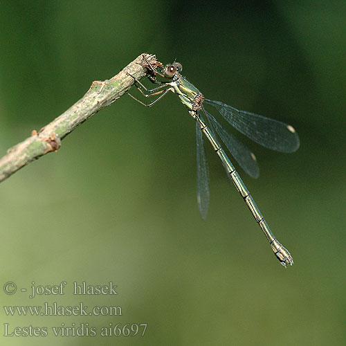 Leste vert Šidlovka zelená Lestes viridis Chalcolestes Houtpantserjuffer Weidenjungfer Pałątka zielona Šídlatka velká Лютка зеленая зелена Western Willow Spreadwing Zöld rabló Grøn Kobbervandnymfe