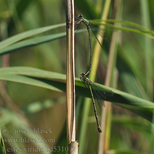 Šidlovka zelená Lestes viridis Chalcolestes Houtpantserjuffer Weidenjungfer Pałątka zielona Šídlatka velká Лютка зеленая зелена Western Willow Spreadwing Zöld rabló Grøn Kobbervandnymfe Leste vert