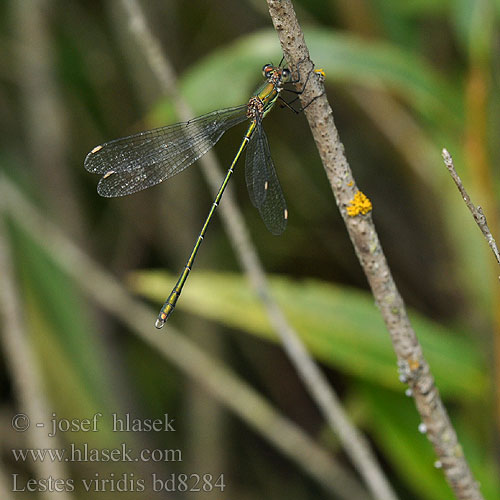 Chalcolestes viridis Houtpantserjuffer Weidenjungfer Pałątka zielona Šídlatka velká Лютка зеленая зелена Western Willow Spreadwing Zöld rabló Grøn Kobbervandnymfe Leste vert Šidlovka zelená Lestes viridis