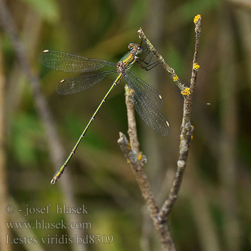 Houtpantserjuffer Weidenjungfer Pałątka zielona Šídlatka velká Лютка зеленая зелена Western Willow Spreadwing Zöld rabló Grøn Kobbervandnymfe Leste vert Šidlovka zelená Lestes viridis Chalcolestes