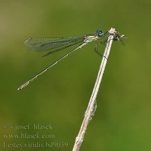 Weidenjungfer Pałątka zielona Šídlatka velká Лютка зеленая зелена Western Willow Spreadwing Zöld rabló Grøn Kobbervandnymfe Leste vert Šidlovka zelená Lestes viridis Chalcolestes Houtpantserjuffer