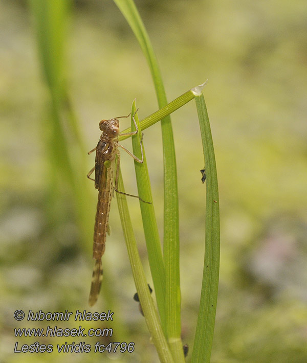 Pałątka zielona Lestes viridis