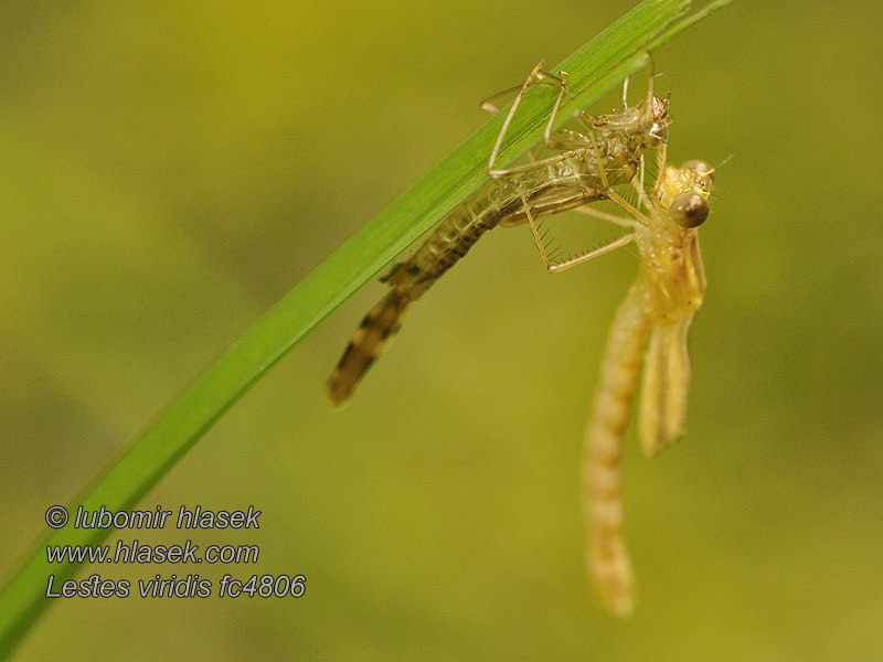 Šídlatka velká Lestes viridis