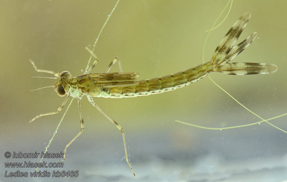 Western Willow Spreadwing Zöld rabló Leste vert Lestes viridis