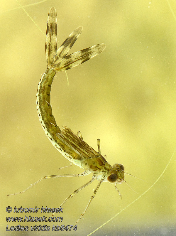 Zöld rabló Leste vert Lestes viridis