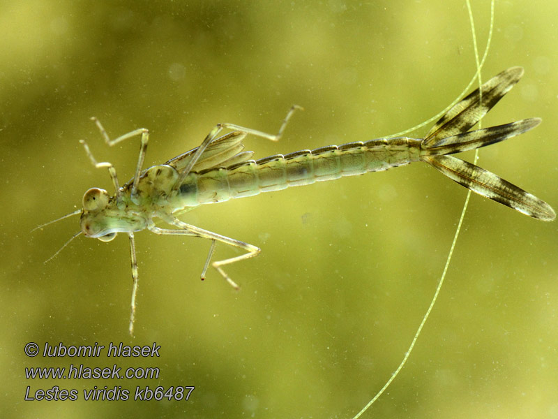 Leste vert Lestes viridis