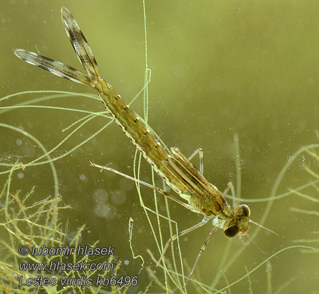 Lestes viridis