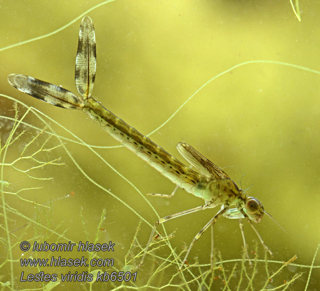 Lestes viridis