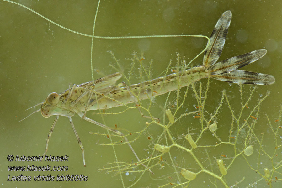 Lestes viridis