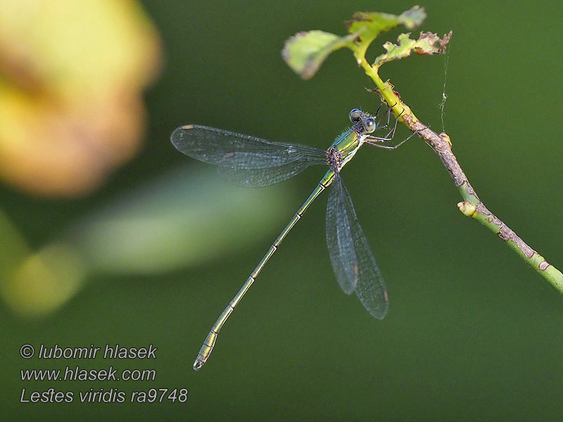 Lestes viridis