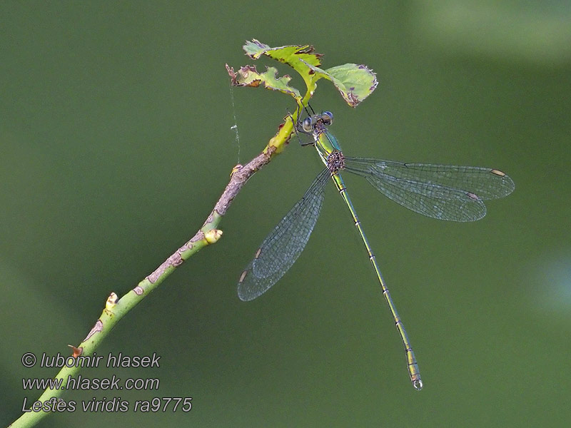 Šídlatka velká Lestes viridis