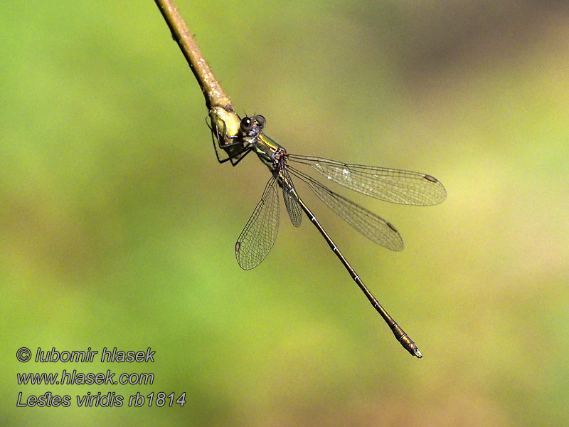 Šídlatka velká Lestes viridis