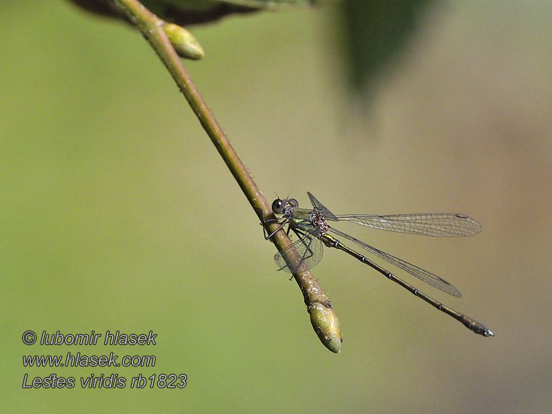 Lestes viridis