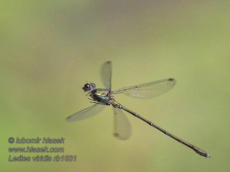 Šídlatka velká Lestes viridis