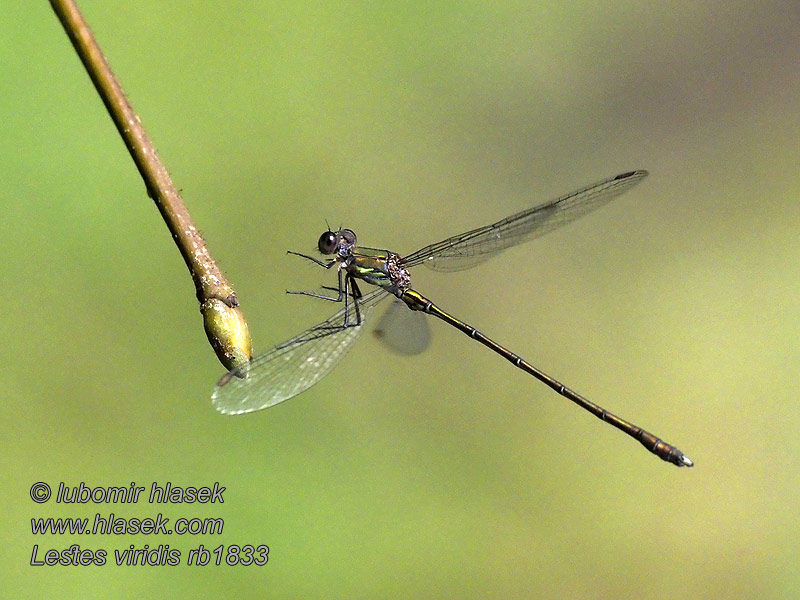 Lestes viridis