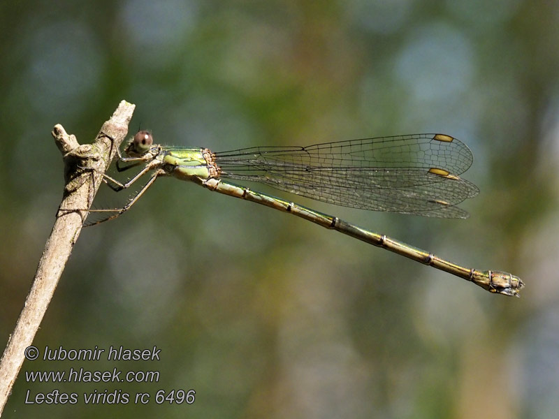 Lestes viridis