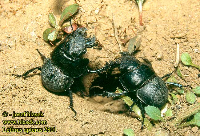 Lethrus apterus 2801 HU: Nagyfejű csajkó PL: krawiec głowacz SK: viničiar čierny CZ: chrobák révový RU: Головач кравчик