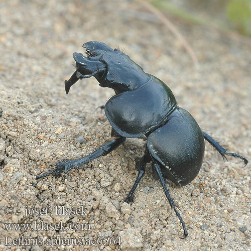 Lethrus apterus ae6564 HU: Nagyfejű csajkó PL: krawiec głowacz SK: viničiar čierny CZ: chrobák révový RU: Головач кравчик