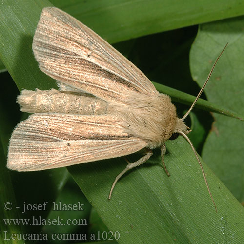 Leucania comma