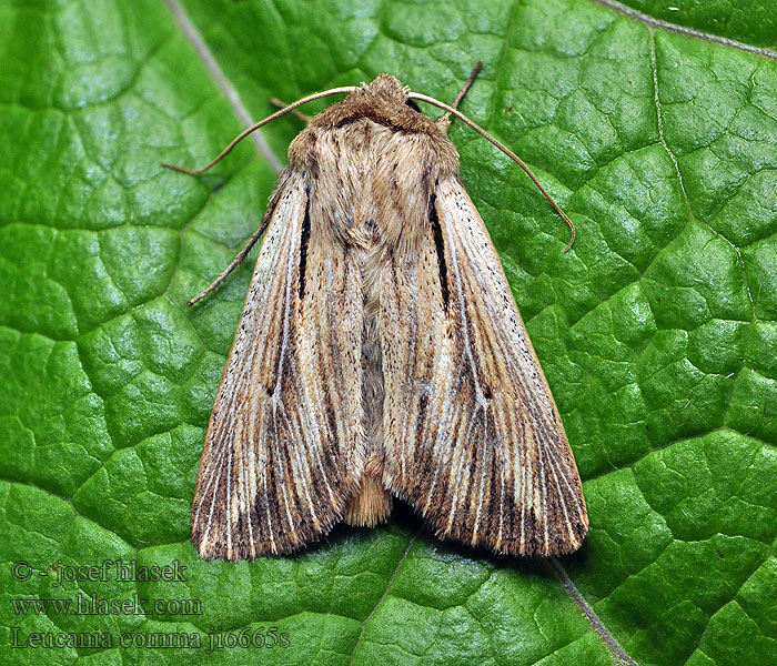 Leucania comma