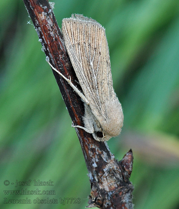 Leucania obsoleta Obscure Wainscot Mora bodkovaná Leucanie obsolète