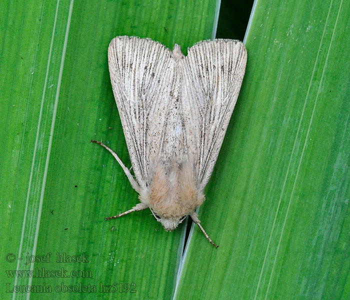 Röhricht-Weißadereule Obscure Wainscot Leucania obsoleta