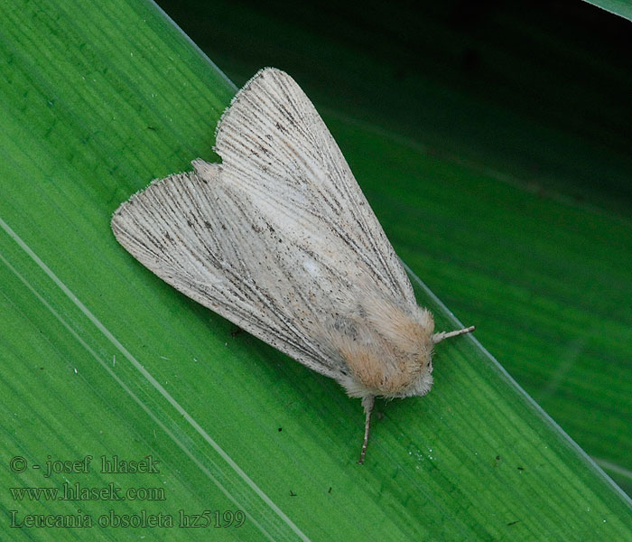 Mora bodkovaná Leucania obsoleta