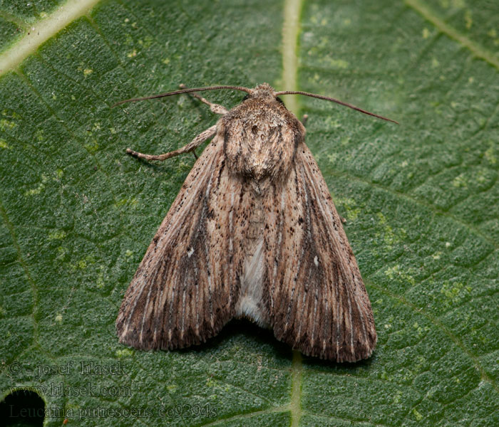 Leucania putrescens Mythimna Devonshire Wainscot Leucanie assombrie