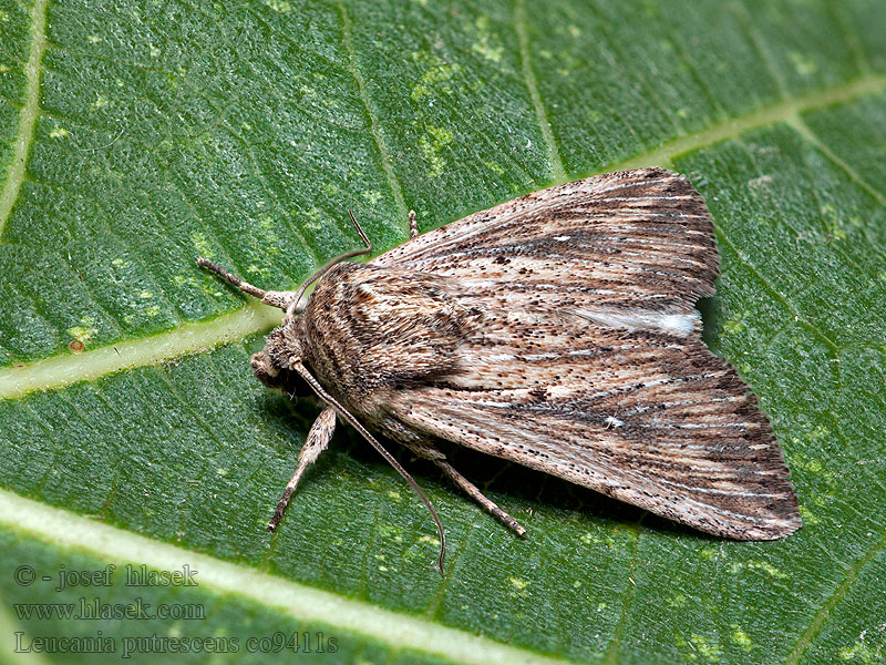 Devonshire Wainscot Leucanie assombrie Leucania putrescens