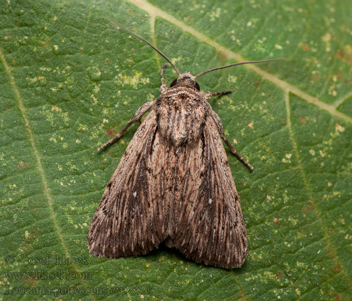 Leucania putrescens