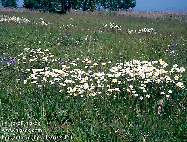 Leucanthemum vulgare Chrysanthemum Oxeye daisy Hvid okseoje