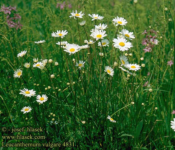 Päivänkakkara Leucantheme vulgaire Marguerite Margriet