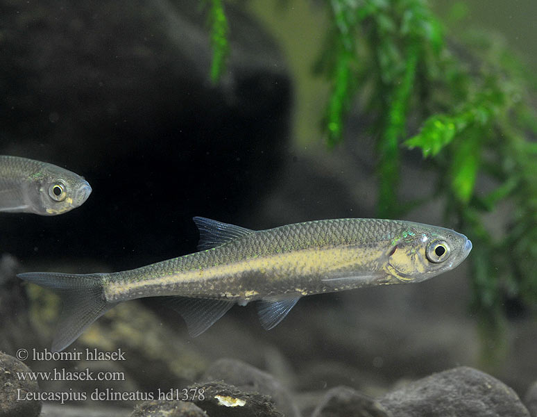 Leucaspius delineatus Słonecznica Groplöja Верховка Able Heckel Moderlieschen Вівсянка риба Куарчабак Allikkosalakka Белица риба Regnlaue Vetje vis Kurta baing Paprastoji saulažuvė Bjelica riba Çут пулă Belica Ovsienka striebristá Slunka obecná stříbřitá Regnløje 