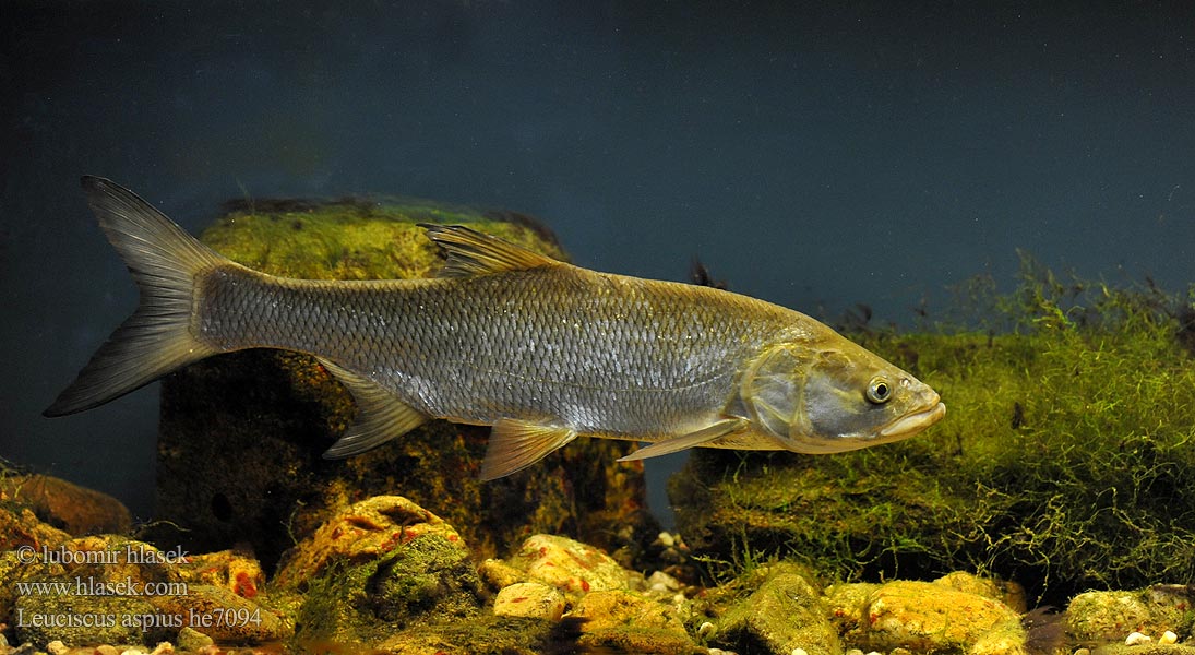 Leuciscus aspius Bolen dravý Rapfen