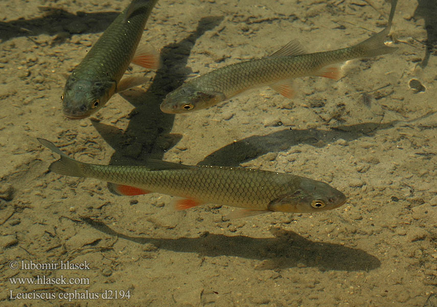 Leuciscus cephalus Klijen Речен кефал Галавень Squalius European chub 歐鰱 Головень європейський Ak balık Голавль Turpa Jalec hlavatý Färna fisk Клен риба Klen Clean Kleń Mon·nhié Årbuk Stam チャブ Kopvoorn Речен клен Fejes domolykó Europinis šapalas Құсбас ქაშაპი Chevesne Ёзь Turb Döbel Jelec tloušť