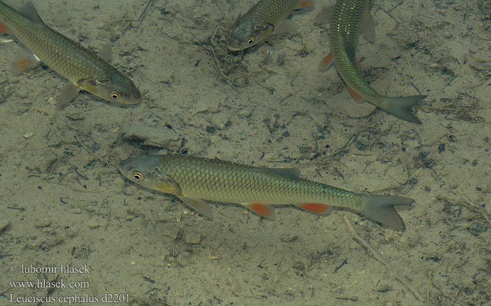 European chub Leuciscus cephalus Squalius 歐鰱 Головень європейський Ak balık Голавль Turpa Jalec hlavatý Färna fisk Клен риба Klen Clean Kleń Mon·nhié Årbuk Stam チャブ Kopvoorn Речен клен Fejes domolykó Europinis šapalas Құсбас ქაშაპი Chevesne Ёзь Turb Döbel Jelec tloušť Klijen Речен кефал Галавень