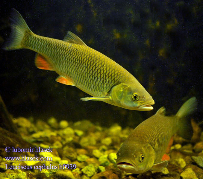 Leuciscus cephalus Squalius European chub 歐鰱 Головень європейський Ak balık Голавль Turpa Jalec hlavatý Färna fisk Клен риба Klen Clean Kleń Mon·nhié Årbuk Stam チャブ Kopvoorn Речен клен Fejes domolykó Europinis šapalas Құсбас ქაშაპი Chevesne Ёзь Turb Döbel Jelec tloušť Klijen Речен кефал Галавень