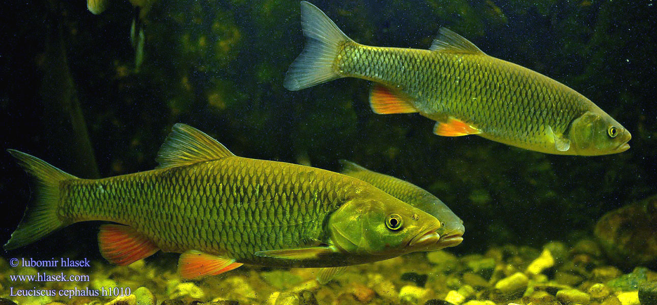 Döbel Jelec tloušť Klijen Речен кефал Галавень Leuciscus cephalus Squalius European chub 歐鰱 Головень європейський Ak balık Голавль Turpa Jalec hlavatý Färna fisk Клен риба Klen Clean Kleń Mon·nhié Årbuk Stam チャブ Kopvoorn Речен клен Fejes domolykó Europinis šapalas Құсбас ქაშაპი Chevesne Ёзь Turb