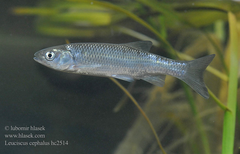 Leuciscus cephalus hc2514