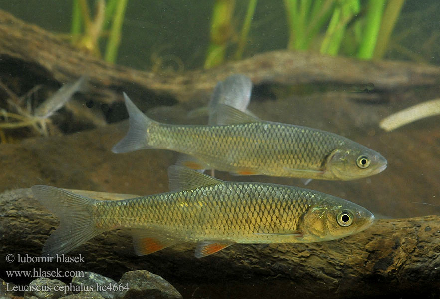 Squalius cephalus Leuciscus European chub 歐鰱 Головень європейський Ak balık Голавль Turpa Jalec hlavatý Färna fisk Клен риба Klen Clean Kleń Mon·nhié Årbuk Stam チャブ Kopvoorn Речен клен Fejes domolykó Europinis šapalas Құсбас ქაშაპი Chevesne Ёзь Turb Döbel Jelec tloušť Klijen Речен кефал Галавень