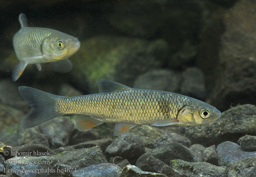 Leuciscus cephalus hc4674